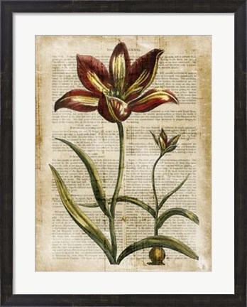 Framed Antiquarian Tulips I Print