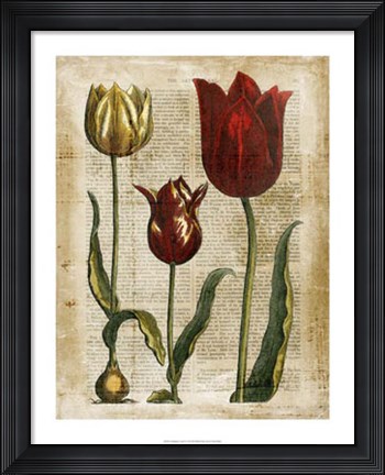 Framed Antiquarian Tulips II Print