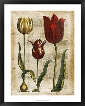 Framed Antiquarian Tulips II Print