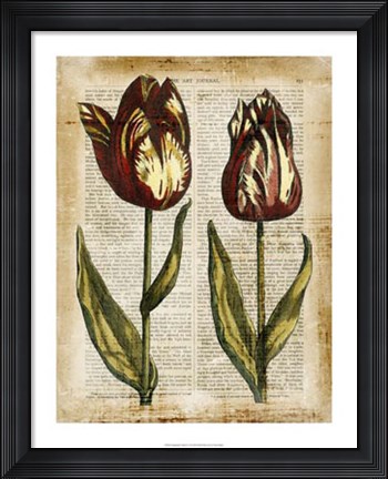 Framed Antiquarian Tulips III Print