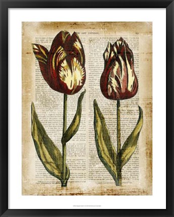 Framed Antiquarian Tulips III Print