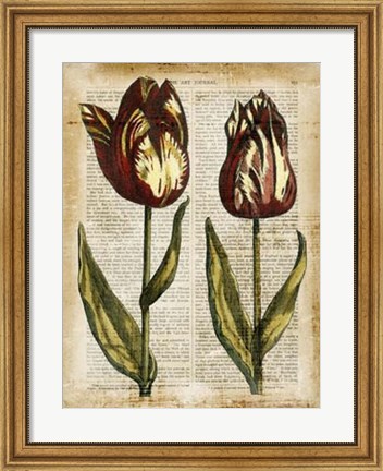 Framed Antiquarian Tulips III Print