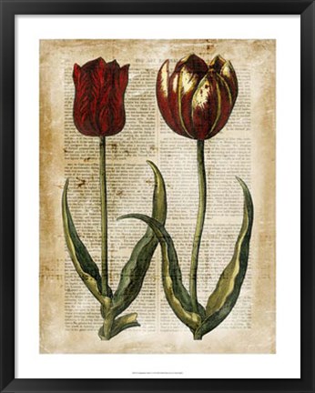 Framed Antiquarian Tulips IV Print