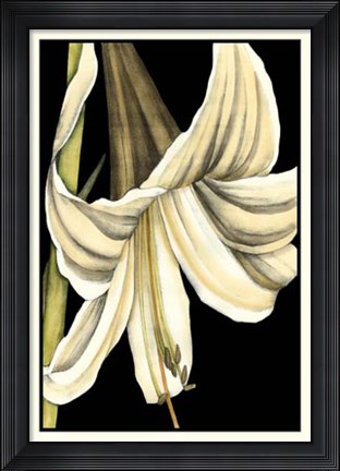 Framed Graphic Lily IV Print