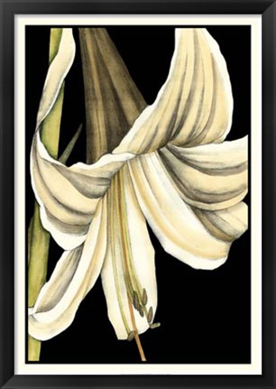 Framed Graphic Lily IV Print