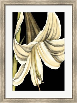 Framed Graphic Lily IV Print