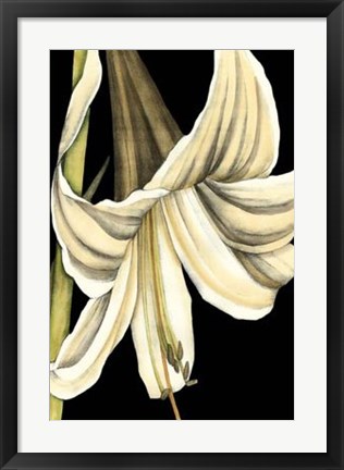 Framed Graphic Lily IV Print
