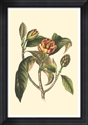 Framed Flourishing Foliage I Print