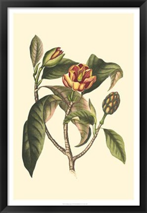Framed Flourishing Foliage I Print