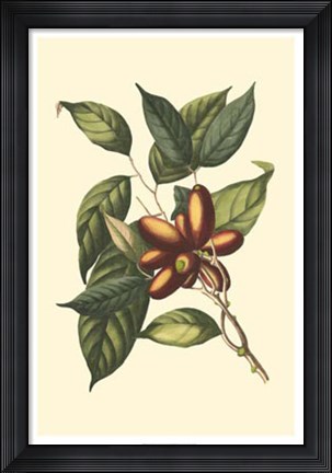 Framed Flourishing Foliage II Print