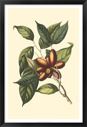 Framed Flourishing Foliage II Print