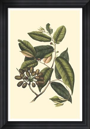 Framed Flourishing Foliage III Print