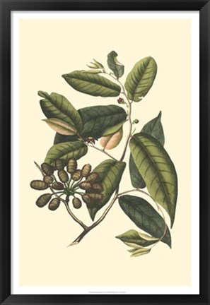 Framed Flourishing Foliage III Print