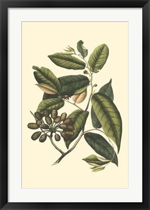 Framed Flourishing Foliage III Print