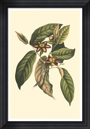 Framed Flourishing Foliage IV Print