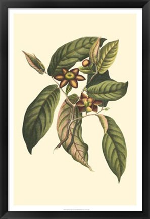 Framed Flourishing Foliage IV Print