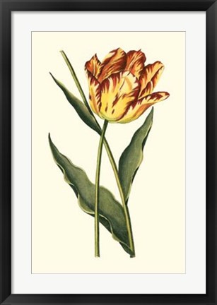 Framed Vintage Tulips I Print