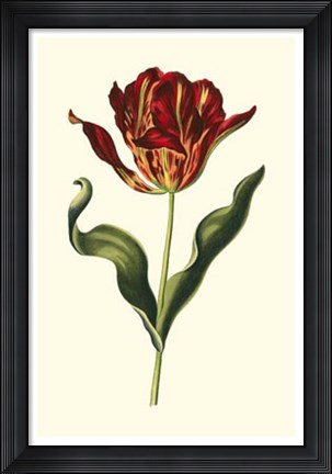 Framed Vintage Tulips II Print