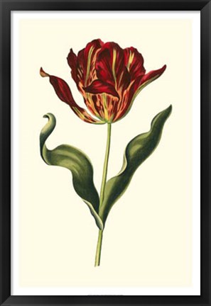 Framed Vintage Tulips II Print