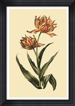 Framed Vintage Tulips III Print