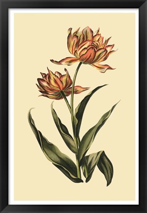 Framed Vintage Tulips III Print