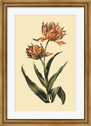 Framed Vintage Tulips III Print
