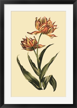 Framed Vintage Tulips III Print