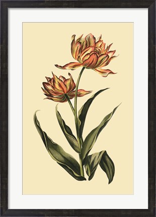 Framed Vintage Tulips III Print