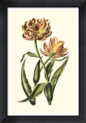 Framed Vintage Tulips IV Print