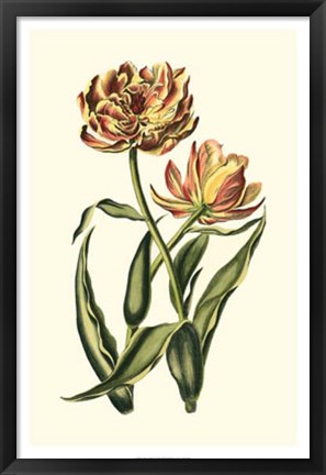 Framed Vintage Tulips IV Print