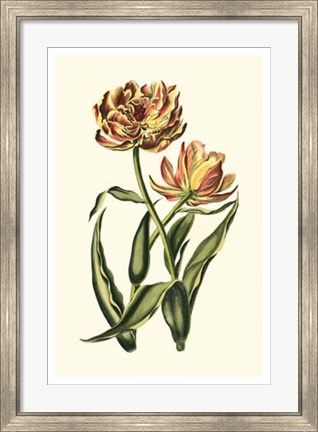 Framed Vintage Tulips IV Print