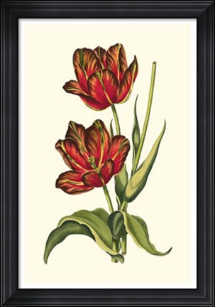 Framed Vintage Tulips V Print