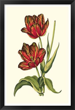 Framed Vintage Tulips V Print