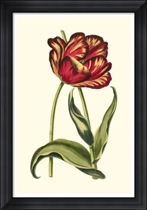 Framed Vintage Tulips VI Print