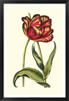 Framed Vintage Tulips VI Print
