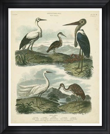 Framed Heron &amp; Crane Species I Print