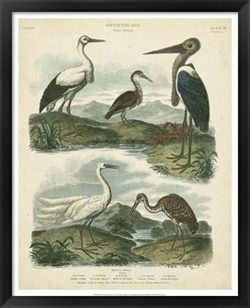 Framed Heron &amp; Crane Species I Print