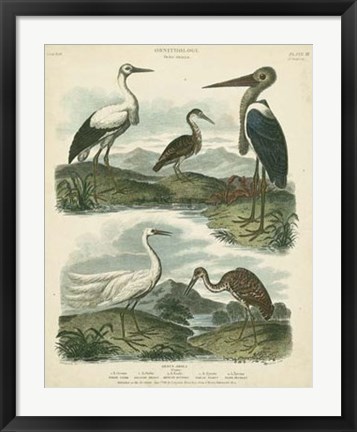 Framed Heron &amp; Crane Species I Print