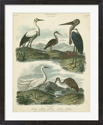 Framed Heron &amp; Crane Species I Print