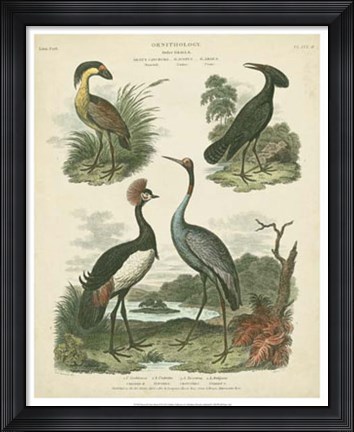 Framed Heron &amp; Crane Species II Print