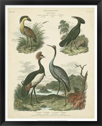 Framed Heron &amp; Crane Species II Print