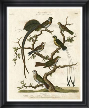 Framed Ornithology I Print