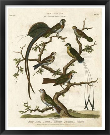 Framed Ornithology I Print