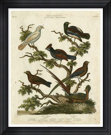 Framed Ornithology II Print