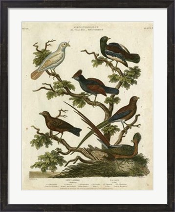 Framed Ornithology II Print