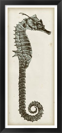 Framed Vintage Seahorse II Print