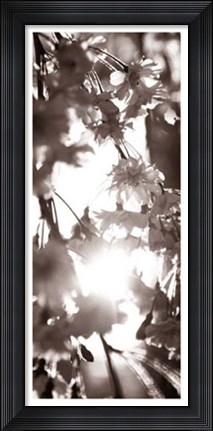 Framed Blossom Triptych I Print
