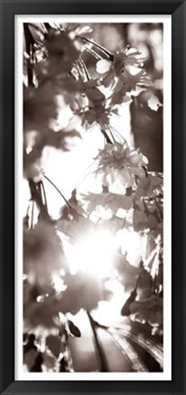 Framed Blossom Triptych I Print