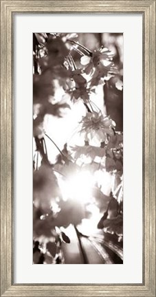 Framed Blossom Triptych I Print