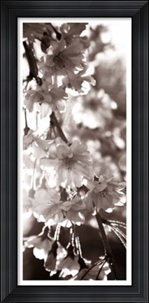 Framed Blossom Triptych II Print